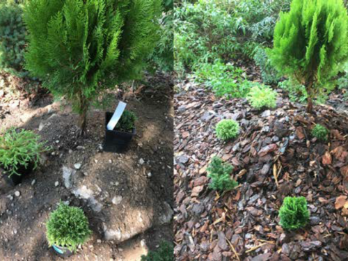 Part 2 of the dwarf/miniature conifer bed-making