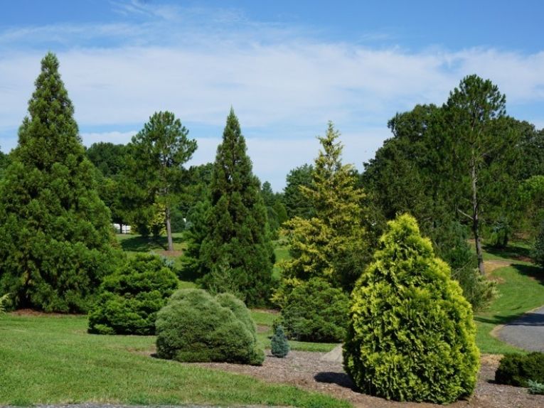 Bartlett Arboretum mature conifers