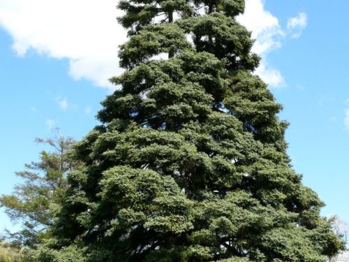Abies pinsapo (Spanish fir). Photo by Kevin Wiecks