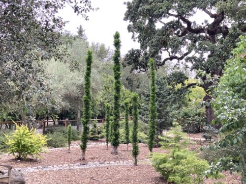 Bald Cypress Tall Pyramid Shape Tree Plant Shipped in Liner pots 
