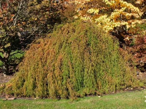Taxodium distichum ‘Cascade  ‘Falls’ in October – This now popular form was named, patented, and distributed by Noeline and David Sampson, Cedar Lodge Nursery, New Zealand.