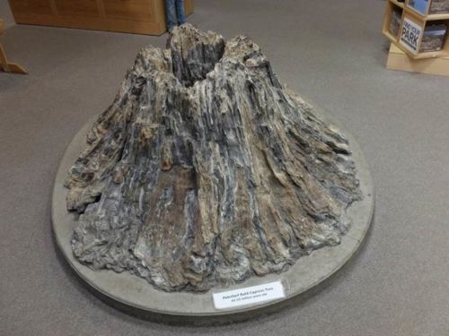Taxodium distichum fossilized buttress found at Theodore Roosevelt National Park in North Dakota, age 65 -53 million years.