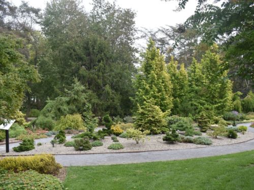 Ed Rezek Dwarf Conifer Garden. Photo by Kevin Wiecks.