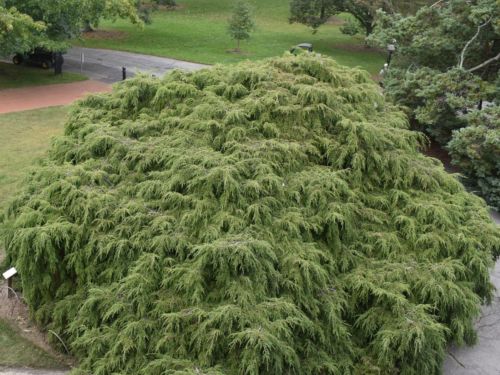 Tsuga canadensis 'Sargentii'. Photo by Kevin Wiecks