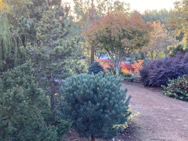 Another glowing hearth, this time the coals are Japanese maples, Libertia and Euonymus