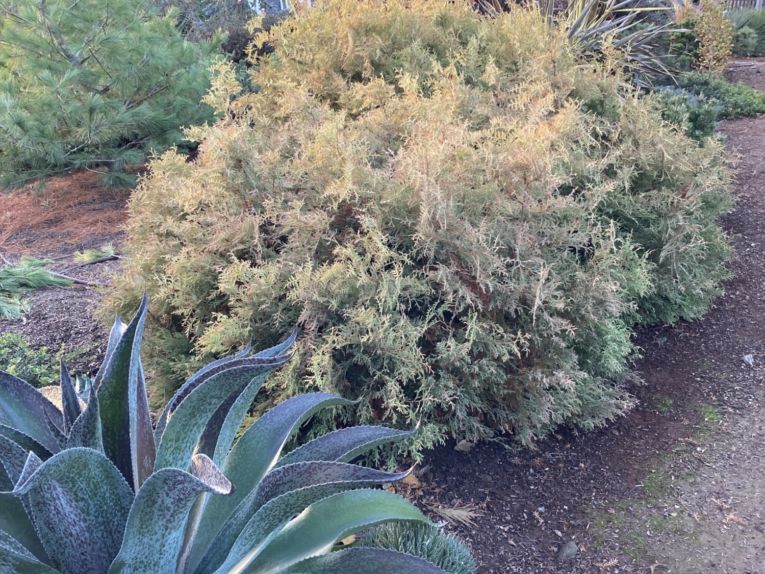 The exception that tests the rule: Thuja occidentalis 'Rheingold'