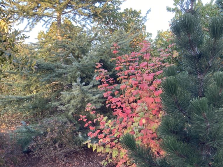 Viburnum opulus 'Roseum' turns salmon-pink in autumn