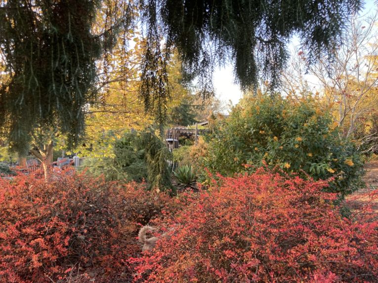 Berberis 'Lime Glow' in fall color, framed by conifers