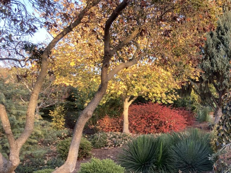 Another shot of the same Berberis