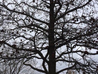 Cones of Taxodium distichum in mid-winter, Frelinghuysen Arboretum, Morristown, NJ.