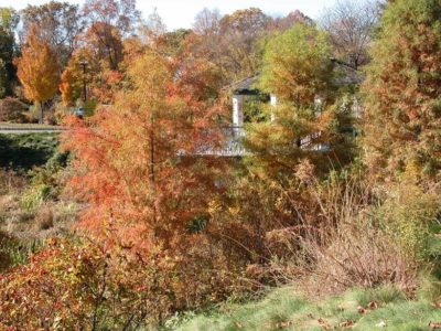 Taxodium ascendens ’Nutans’ on the upper pond bank at Frelinghuysen Arboretum, Morristown, NJ in October.