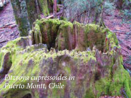 The conifer, alerce (Fitzroya cupressoides) in Puerto Montt, Chile