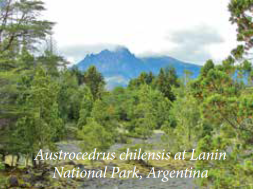 The conifer, Chilean cedar (Austrocedrus chilensis) at Lanin National Park, Argentina