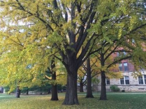 The grove of ginkgo exhibiting autumnal display, near Catt Hall on the Iowa State University campus