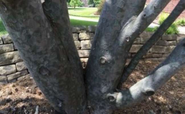 The Heritage Tree Program: Preserving Campus History Through Cultivation