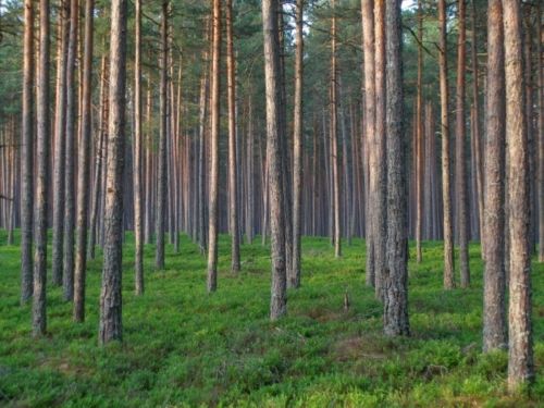 Pine forest in Läänemaa, Estonia