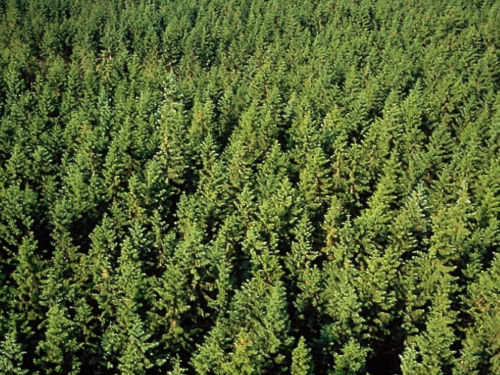 Pine forest in Sweden