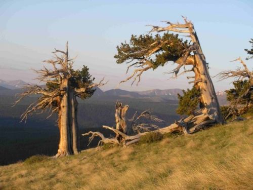 Summer solstice sunrise on windy ridge with ancient pines