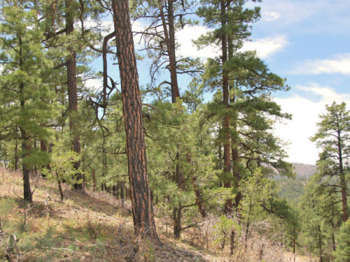Ponderosa pines (Pinus ponderosa) at Gila National Forest, NM
