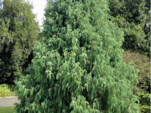 The conifer, Kashmir cypress (Cupressus cashmeriana)