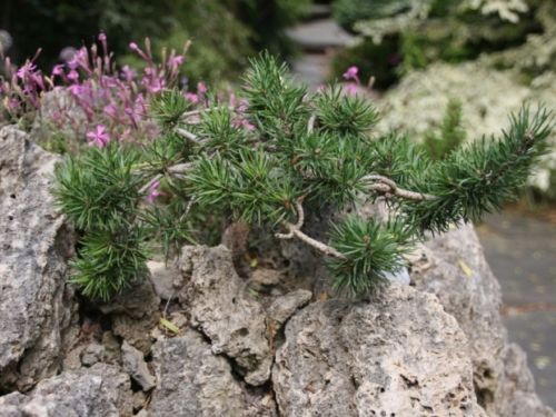Tufa crevice garden featuring Pinus banksiana ‘Schoodic.’