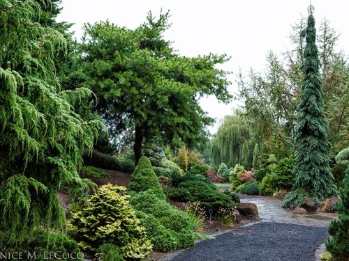 The conifer collection at The Oregon Garden