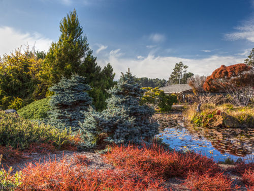 A captivating conifer landscape of the Mendocino Coast Botanical Gardens. Photo: Janice LeCocq