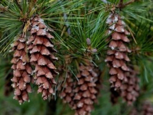 Cones on Eastern white pine (Pinus strobus) photo by Janice LeCocq