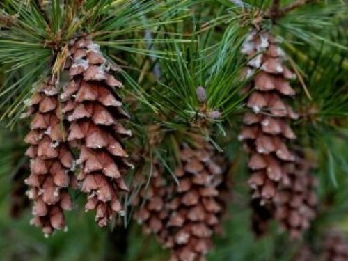 coniferous forest plants list