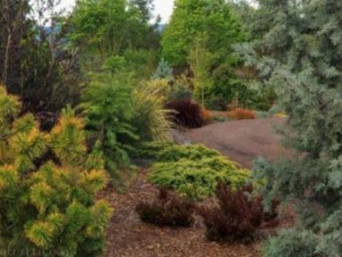 Conifers add color to the garden all year long! Photo by Janice LeCocq
