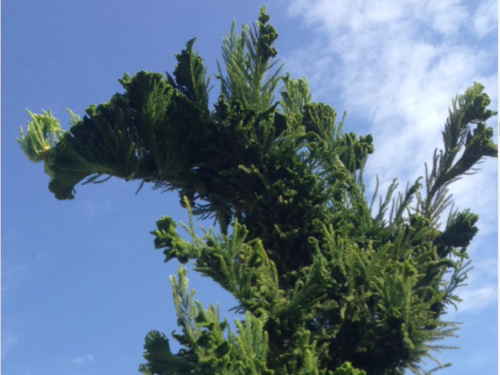 The cristate Japanese cedar (Cryptomeria japonica 'Cristata')