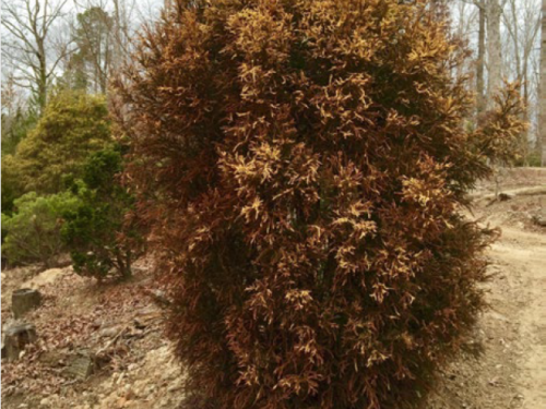 The Japanese cedar of Knapton (Cryptomeria japonica 'Knaptonensis') in winter