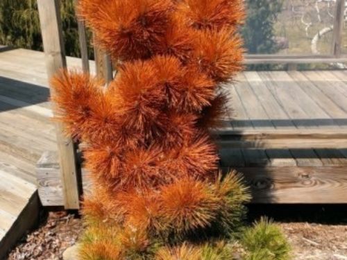 Pinus thunbergii 'Thunderhead' looking more like a firestorm!