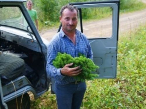 Jӧrg Kohout holding an Abies sibirica witch’s broom in the Altai Mountain Range, Kazakhstan