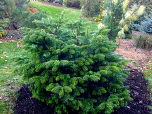 After five years in the 'nursery garden' where it started in a 1 gallon can, this European Silver Fir 'Barabits Star' was moved to a new location where it can more properly show its form.