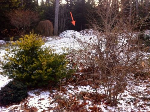 In the distance (red arrow) the foundation of next year's garden lies waiting under the first dusting of snow.