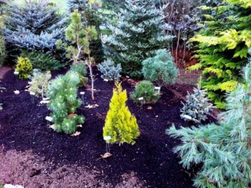 This group of conifers, led by the gold oriental arborvitae, Thuja orientalis 'Weedom,' have just been pulled apart after three years of being huddled together in a row less than half as wide. A Pinus thunbergiana`Yatsubusa Watnog' is at left and the 2009 CCOY Pinus strobus ‘Niagara Falls’ is at right.