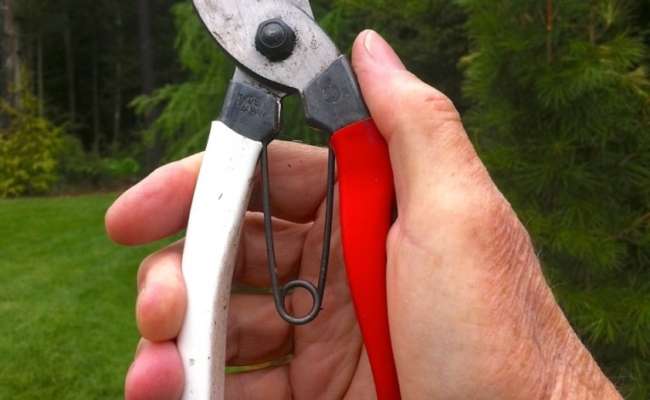 Zen and the Art of Pruning